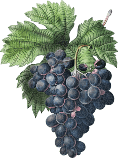 Wines