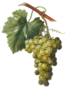 Wines