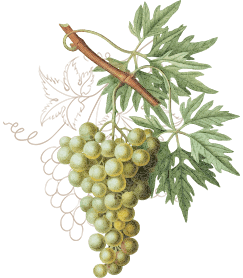 Wines