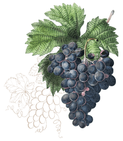 Wines