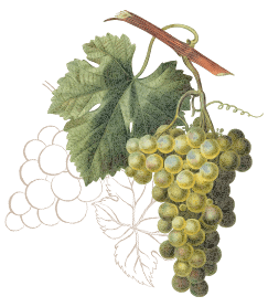Wines