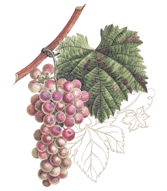 Wines
